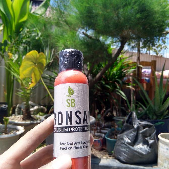 paket alat Bonsai A gergaji mini  gunting dahan prunning salep kambium [terbaik]