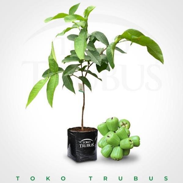 BIBIT TANAMAN BUAH JAMBU AIR KHIOJOK