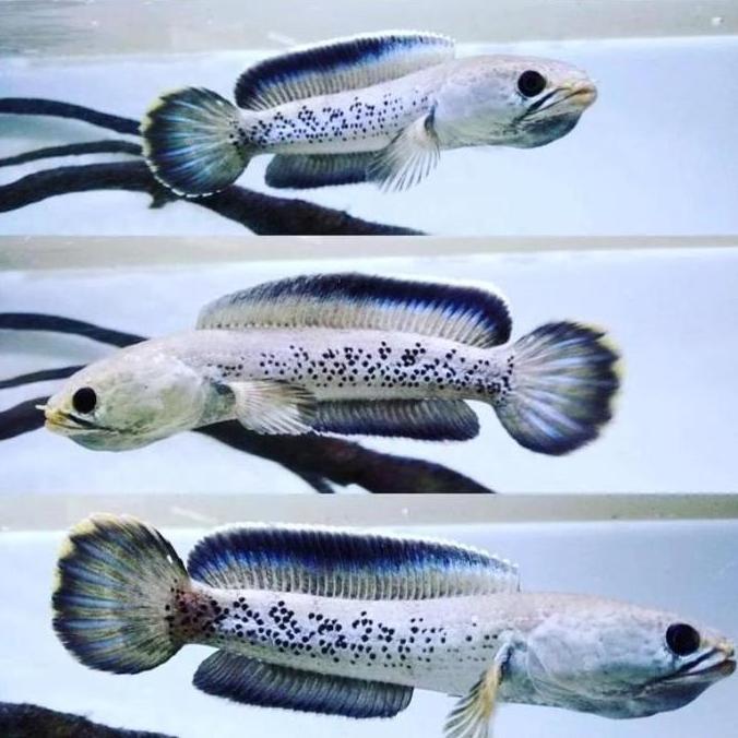 JOSS IKAN CHANA STEWARTI KARBI RIM MUTASI FULL PELET 5-6-7 CM BELI