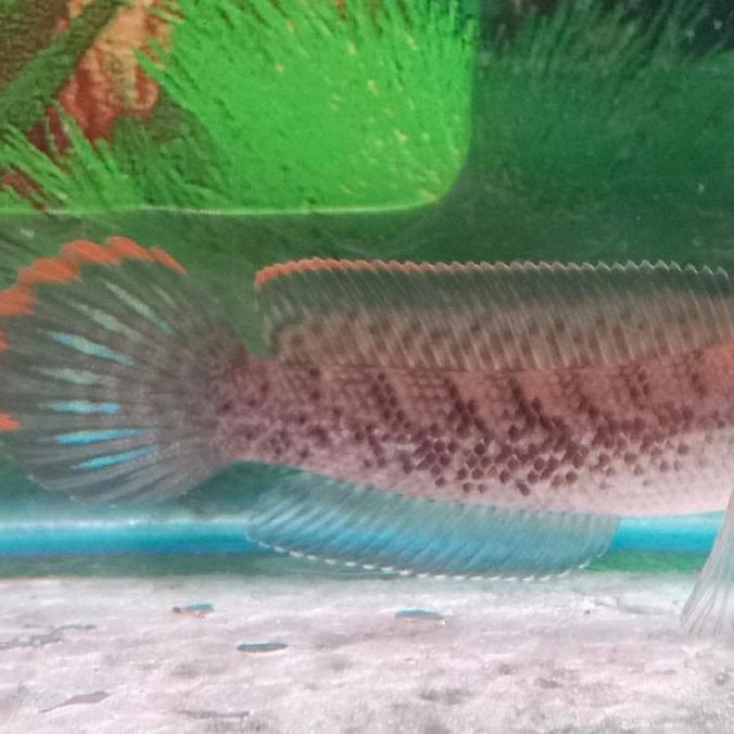 IKAN CHANNA STEWARTI | SNAKEHEAD | 6 CM | PREDATOR | HIASAN AKUARIUM | PREDATOR SINGLE TANK