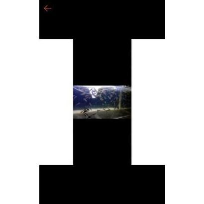 BABY CHANNA AURANTI REAL 1001%ADA BONUSNYA