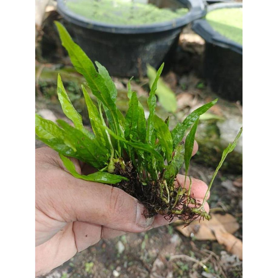 TANAMAN AQUASCAPE KADAKA TANAMAN AIR