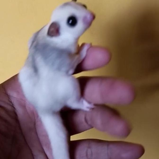 TERBARU sugar glider platmoz joey PROMO