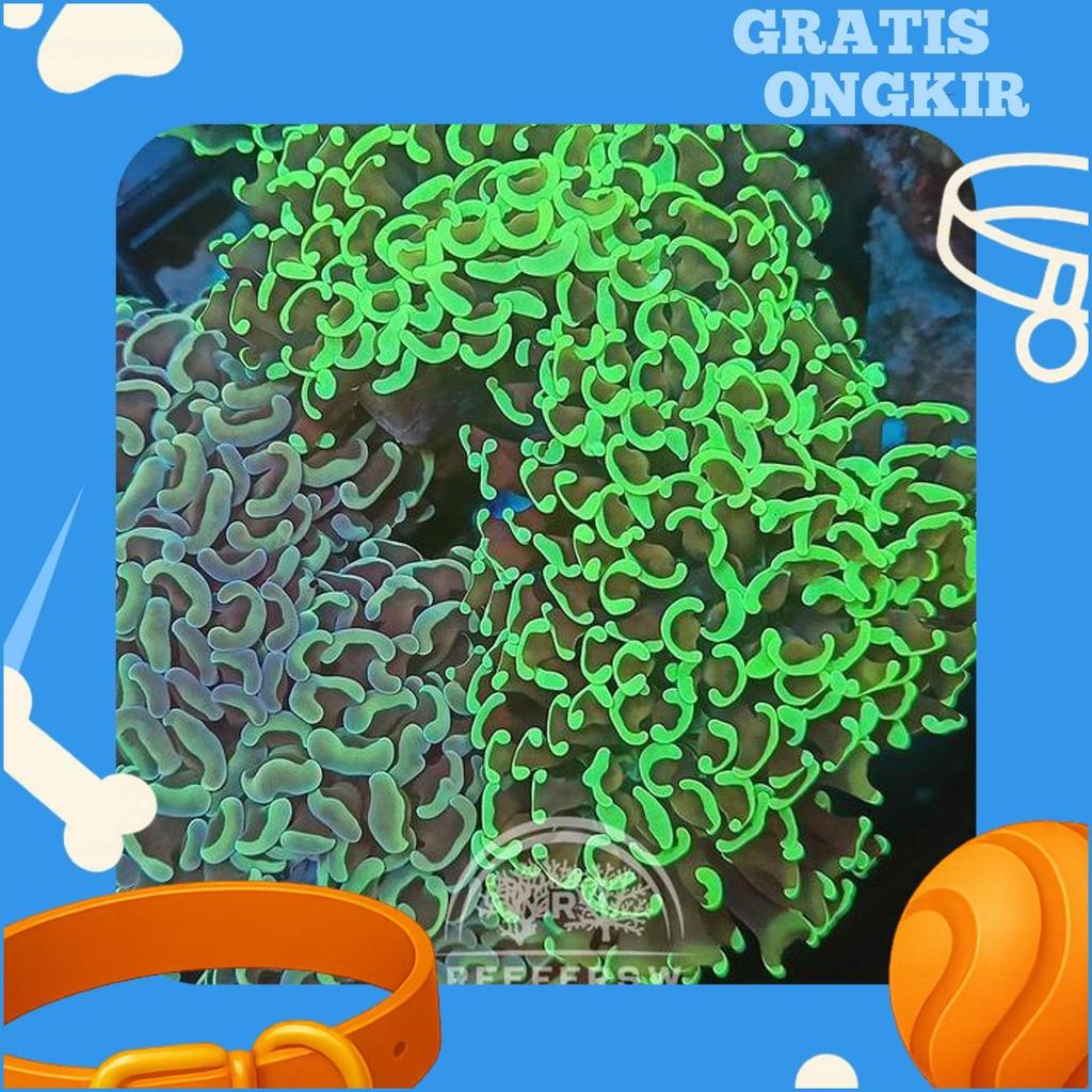 Hammer Coral Koral Kuku Siwalan Reerfersw