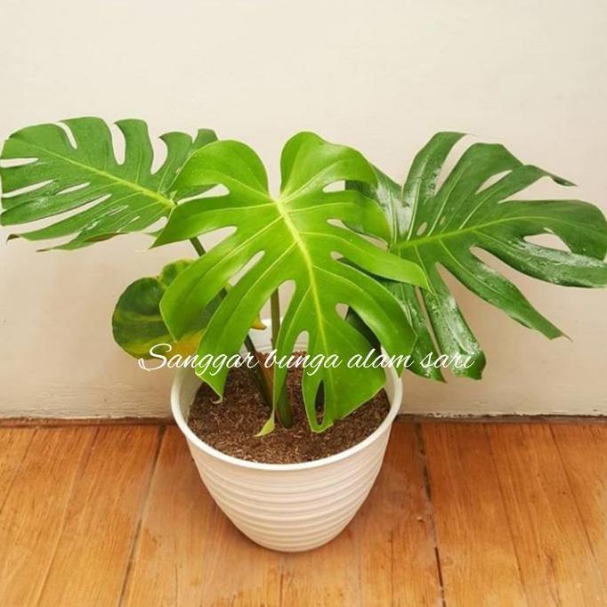 TANAMAN HIAS MONSTERA DELICOSA / BRAZIL + POT PUTI