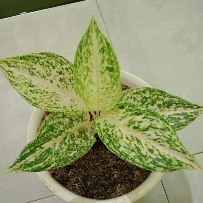 Terlaris Bibit Bunga Aglonema Intan Super