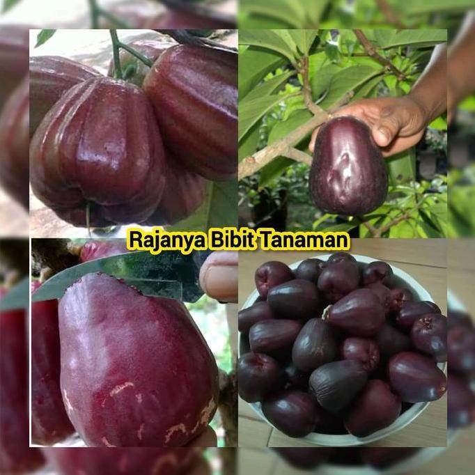 Bibit Jambu Air Black Guava ( Jambu Air Hitam ) Okulasi Berkualitas boleh COD