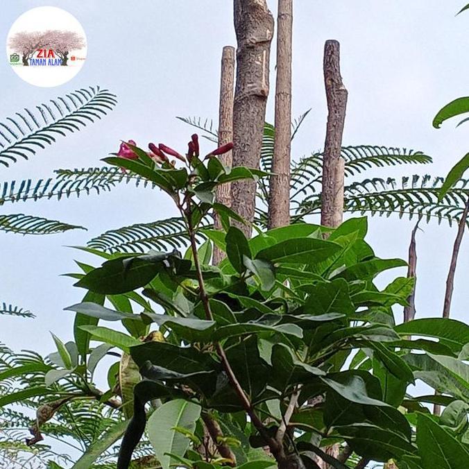 Promo, Pohon Tabebuya Merah Tinggi 2Meter Dan Tebebuya Ungu Tinggi 2Meter