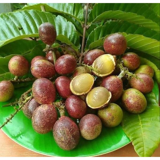 siap berbuah Bibit matoa / Pohon matoa / Buah matoa fres bisa COD