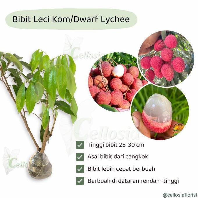 siap berbuah Bibit Tanaman Buah Leci Kom Dwarf / Leci Merah Dewasa Siap Berbuah bisa COD