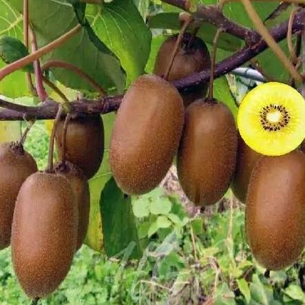 siap berbuah Bibit Tanaman buah kiwi Golden super fres bisa COD