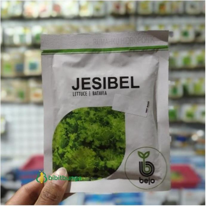 Benih Bejo Bibit Selada Jesibel Pack 1000 Biji Pills Hidroponik Import Kualitas Terbaik Harga Termur