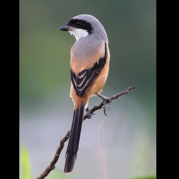 burung pentet jatim pilihan SAMD