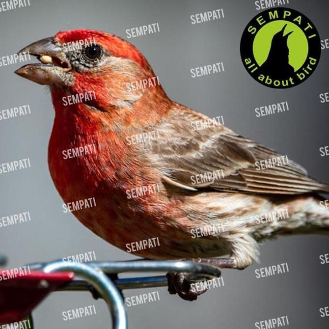 SEMPATI Finch Probird Pakan Burung Finch