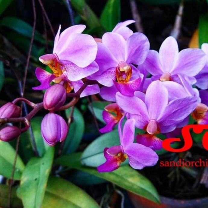 Promo SPIKE Phalaenopsis pulcherrima | Doritis Anggrek Cantik dengan Keindahan Luar Biasa COD