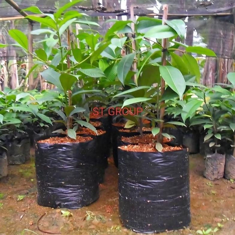 Bisa Cod Polybag Tanaman 40 X 40 Cm Isi 50 Pcs Polibag Pelastik Untuk Media Tanam ,,