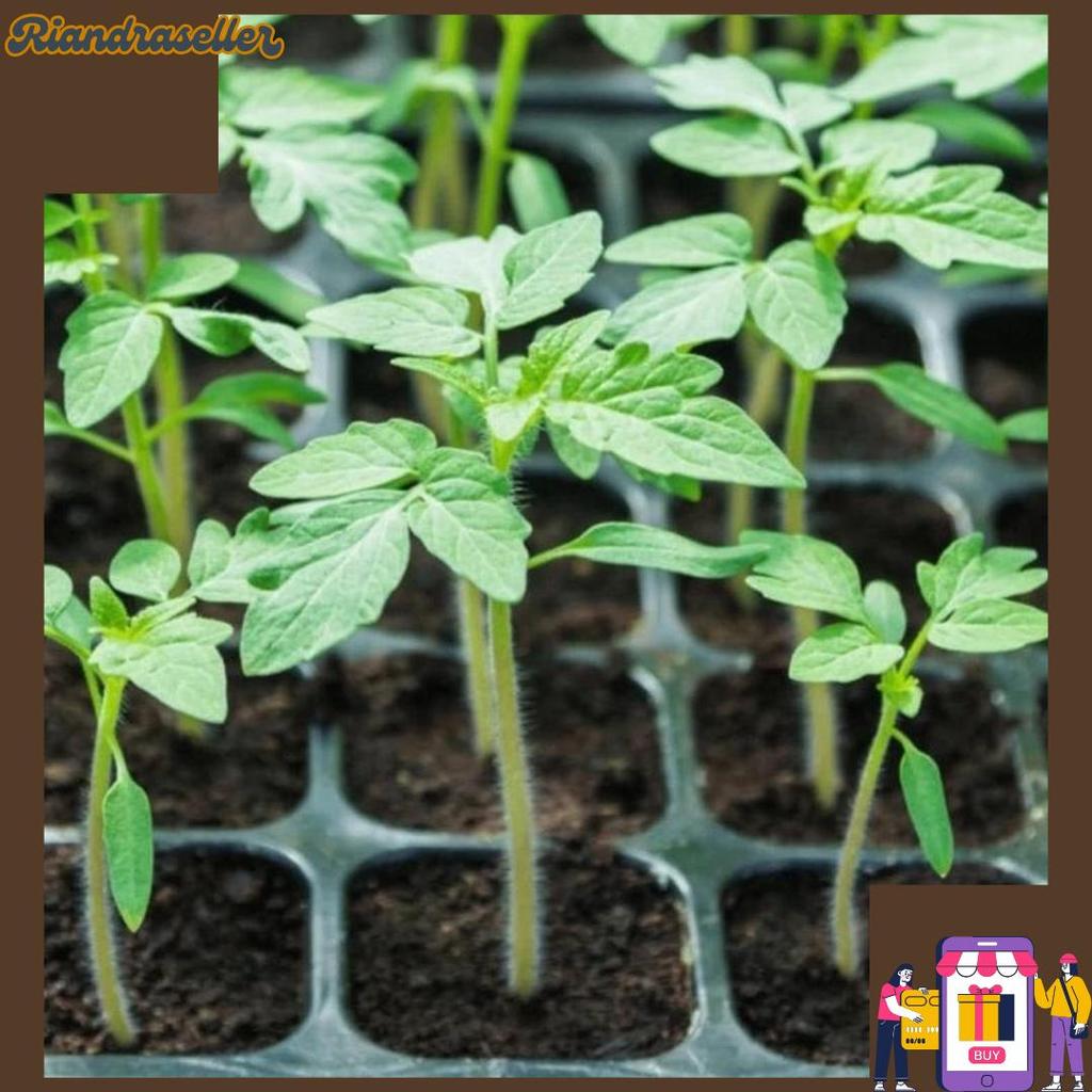 Tray Semai 200 Lubang Pot Tray Penyemaian Bibit Tanaman COD