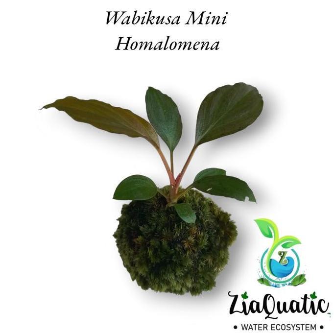 Wabikusa Mini Homalomena - Miniatur Terrarium/Kokedama/Kusamono
