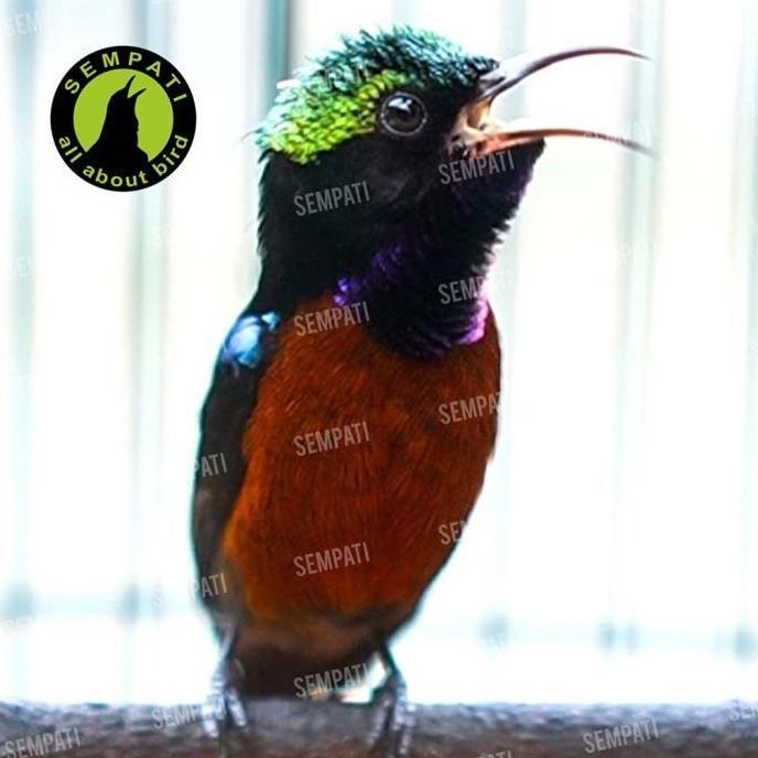 Ryo nektar nectar pakan harian lomba burung pleci konin sogon kolibri