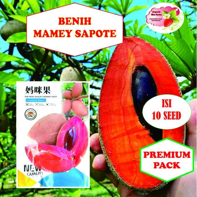 BISA BERBUAH DI POT BENIH MAMEY SAPOTE SAWO JUMBO ISI 10 BIJI