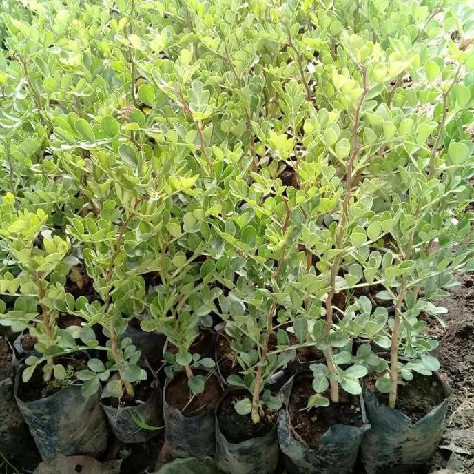 BISA BERBUAH DI POT Bibit Buah Kawista