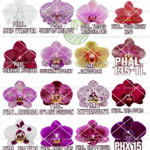 BISA BERBUAH DI POT Bibit Seedling Anggrek Bulan Import Jumbo