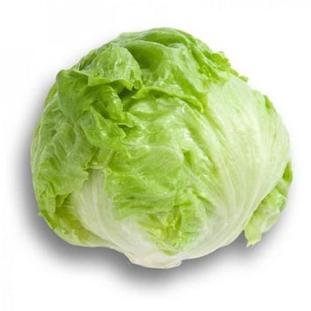 Benih Selada BRUMA RZ Isi 1000 Pills Iceberg Lettuce Rijk Zwaan