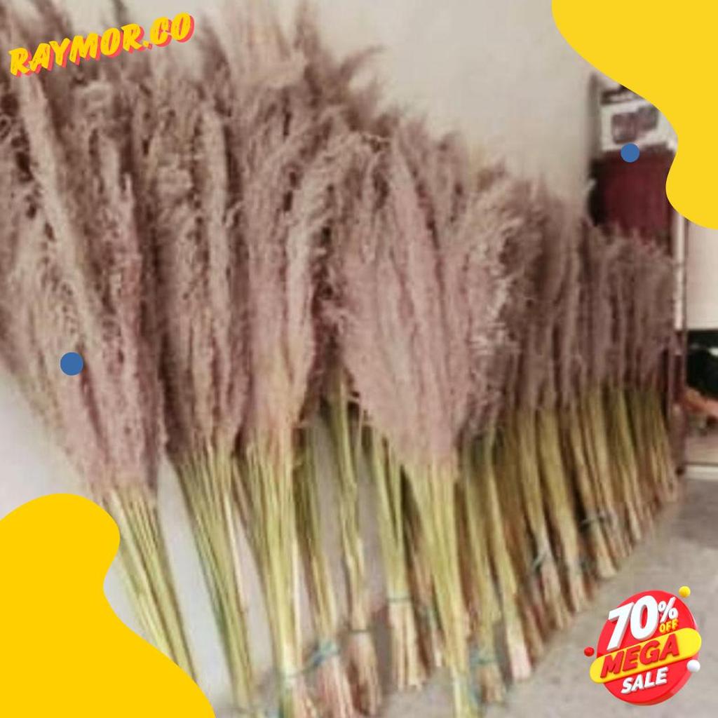 Wajib Punya Pampas Bulu Pampas Kering Pampas Dekorasi Rustic