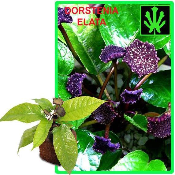 Sunshoppedia - Tanaman Hias Dorstenia Elata ( Anthurium Konde ) - Cuci Gudang