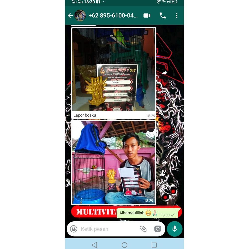 Vit Mistis Lovebird Konlset Lovebird Dewasa Baby Fighter