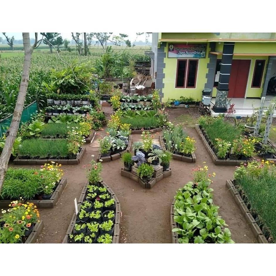 Bisa Cod Ya Kak Stm Bibit Sayuran Benih Sayur Paket Lengkap Tanaman Hidroponik Kangkung Bayam Brokol