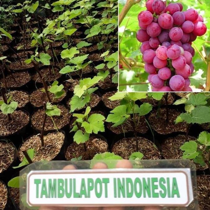 Bibit Tanaman Pohon Anggur Bibit Anggur Tanaman Anggur Lokal