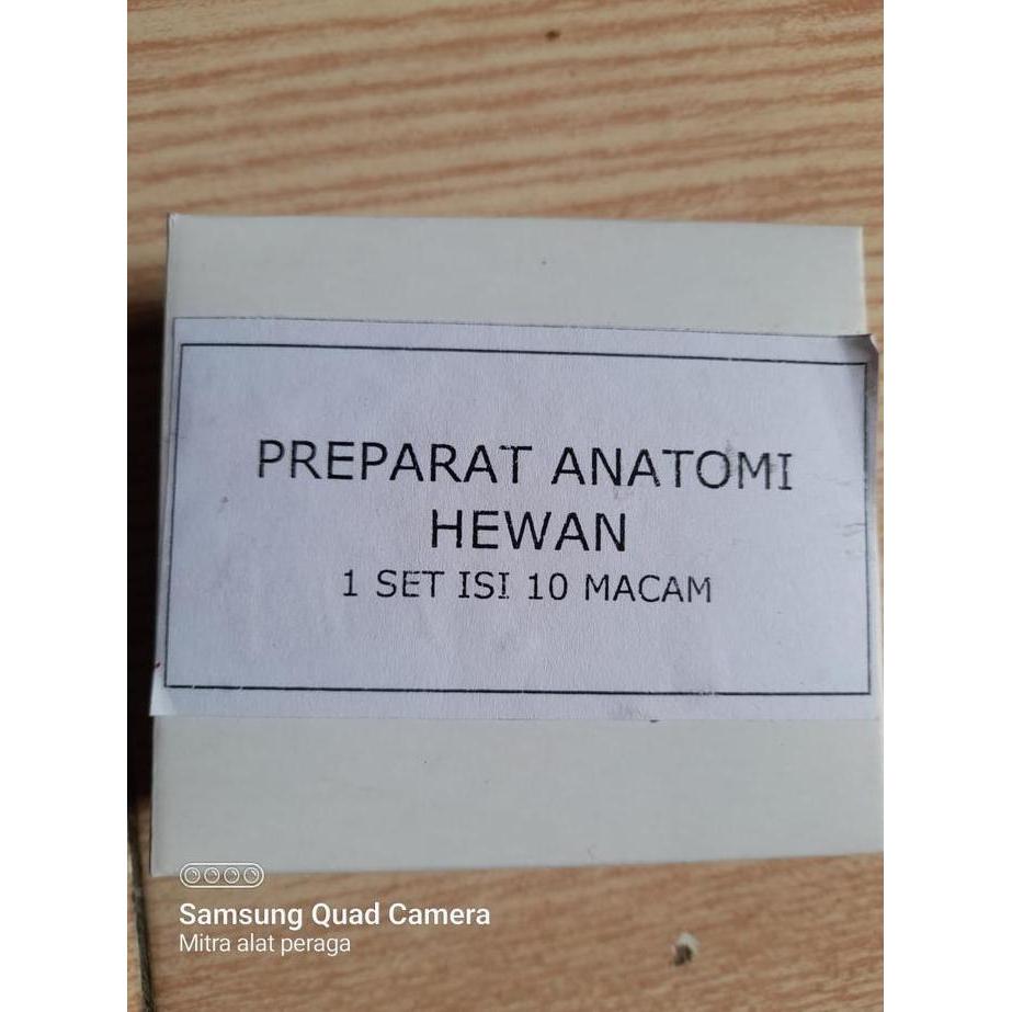 Preparat Anatomi Hewan