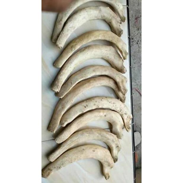 New- Promo Bahan iga duyung Limited