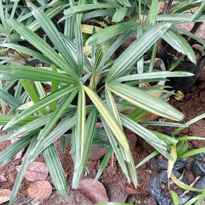 Tanaman Hias palem Regu varigata