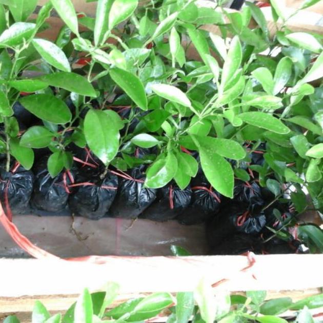 Hoshiko Bibit Jeruk Jungga Asam Sundai Limau Sundai - Big Sale