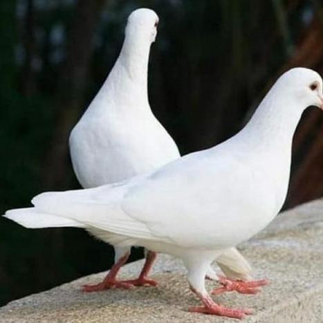 Burung Merpati Putih Sepasang