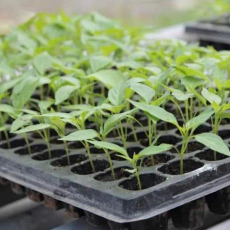 Promo Cod Tray Semai Bibit Sayuran, Bunga, Lubang 105, 128, 200 Media Tanam Semai Benih Satuan 