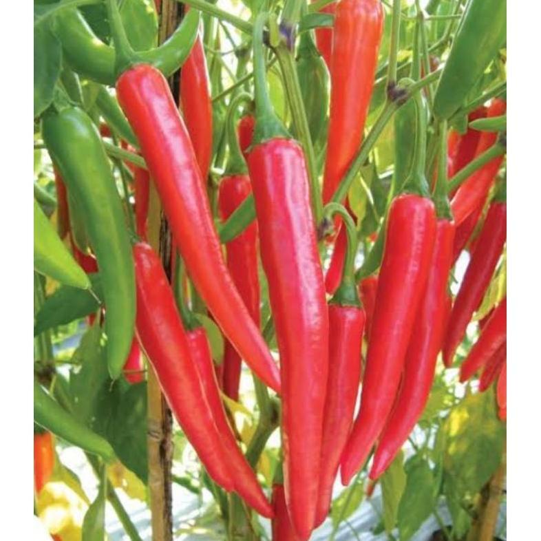 Promo Cod Benih Cabe Benih Bibit Cabai Rawit Konsumsi Benih Cabe Merah Besar Keriting Rawit Hijau 