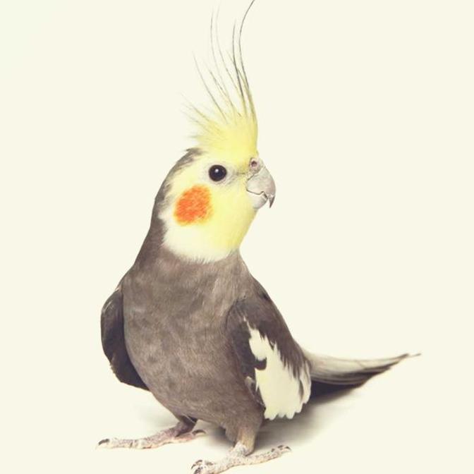 VHENOM MIXSEEDS Lovebird & Falk - Pakan Burung Berkualitas Tinggi Tanpa Biji Matahari Variasi Bijian