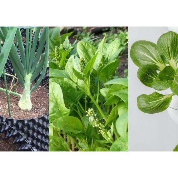 Promo Cod Bibit  Benih Sayur Sayuran Paket Lengkap Varian Unggulan 