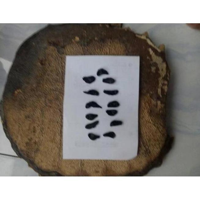 GS EMPEDU BULUS ASLI IBU AMINAH BEST SELLERSS