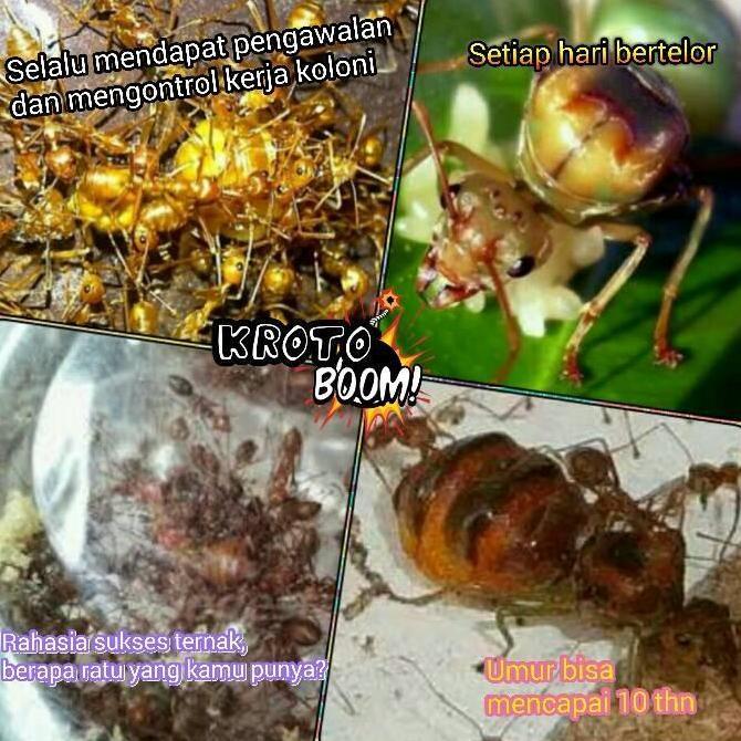 New- Ratu Semut Kroto (5 gratis 1)