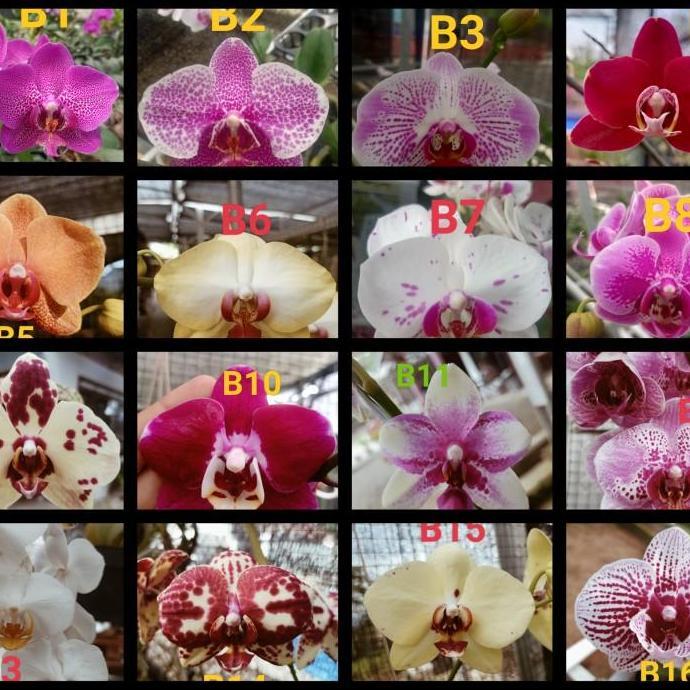 New- Remaja Anggrek Bulan Phalaenopsis Hybrid Warna Koleksi Bibit Bunga
