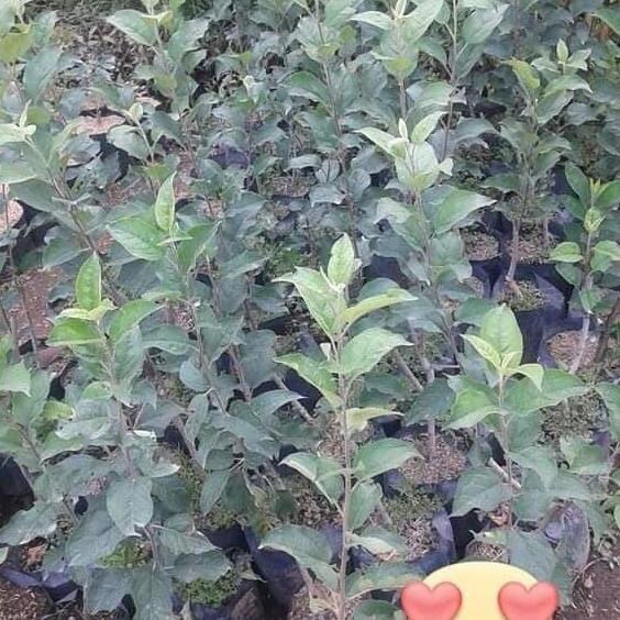 New- bibit apel malang hijau