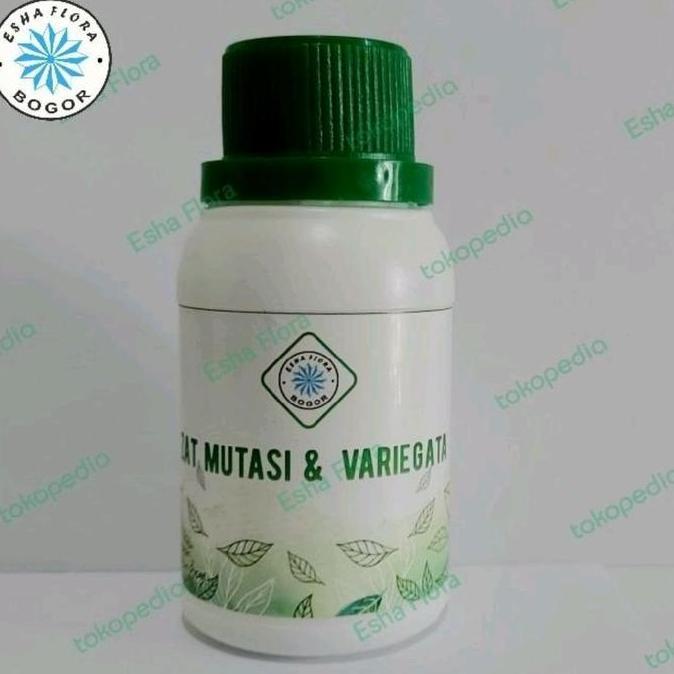 Zat Mutasi Variegata Esha Flora