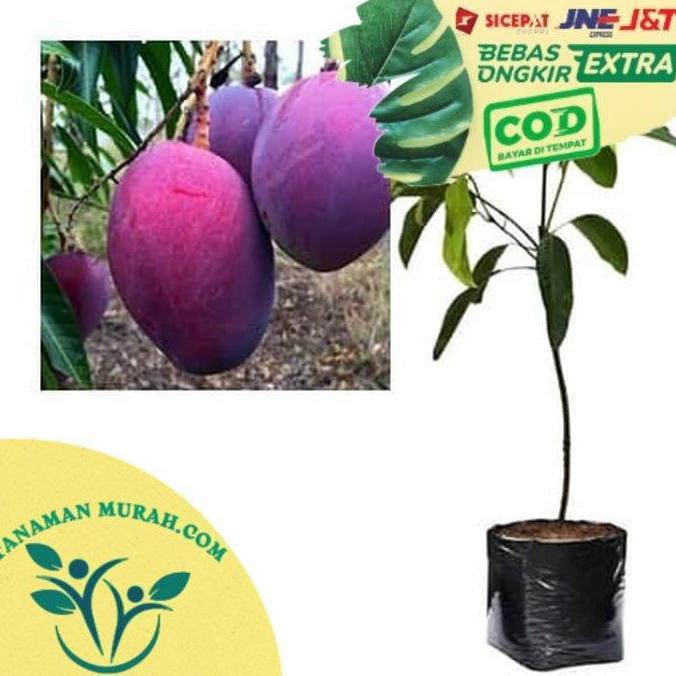 Bibit Mangga Irwin Pohon Mangga Bibit Buah Mangga Ungu Mangga Australi