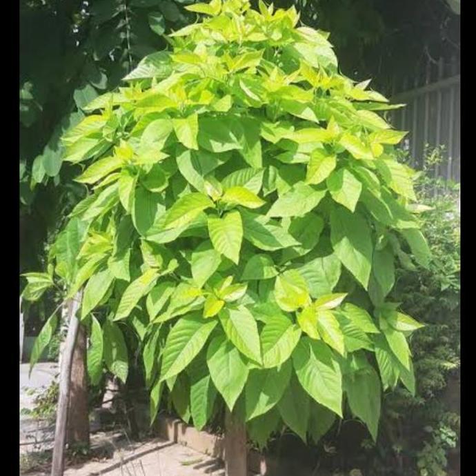 tanaman hias bibit pohon pisonia Alba/kol banda