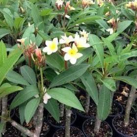 Tanaman Hias Plumeria Kuning (Kamboja Bali)