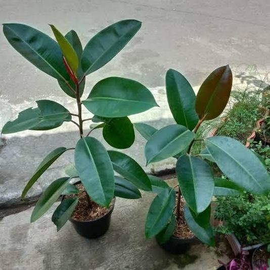 Tanaman Hias Ficus Elastica ( Karet kebo Hijau)